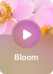 Bloom